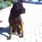 Cooper en su parque favorito de Madrid